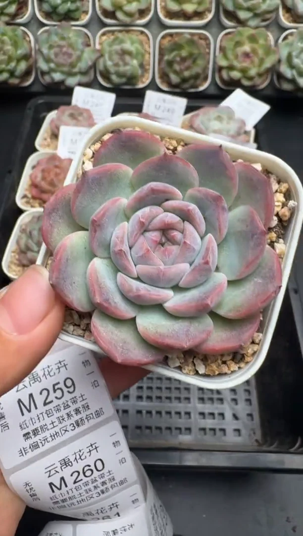 258M当天拍3颗包柚 带盆土纸巾打包 云禹花卉 珍妮多肉植物