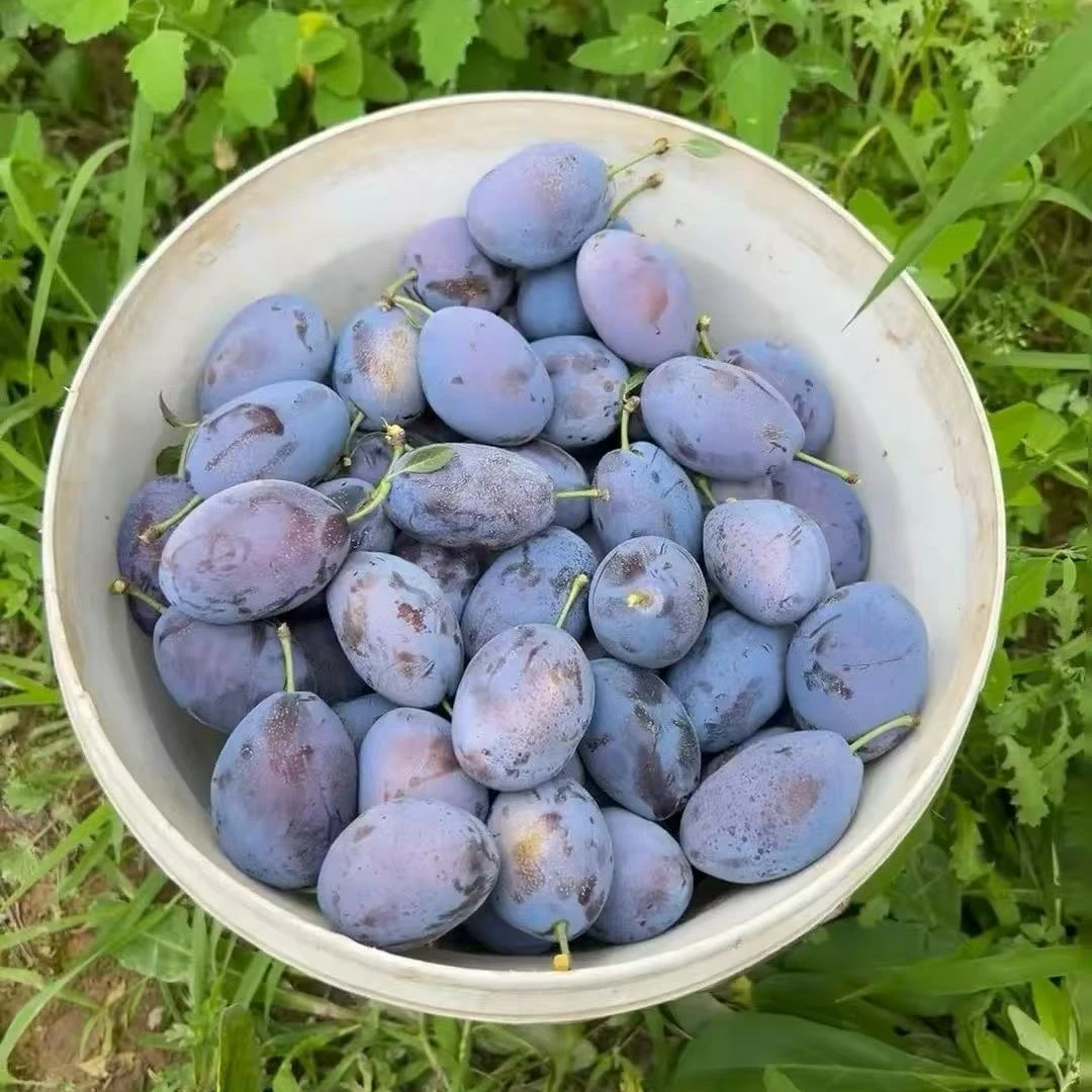 次日达【升级特大果】新鲜采摘西梅 汁水充足 放软口感更佳 单果40-50g特大果 顺丰包邮送货上门