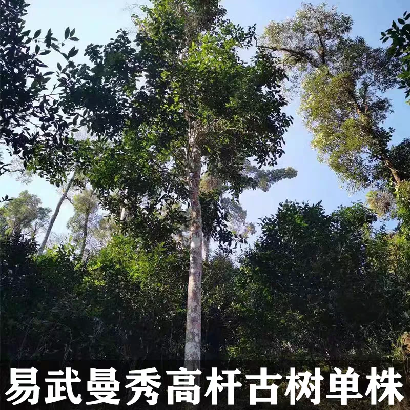 2023年815古树生茶饼茶