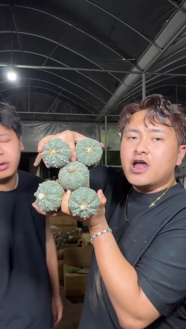 5颗 实生根 星兜 4-6cm