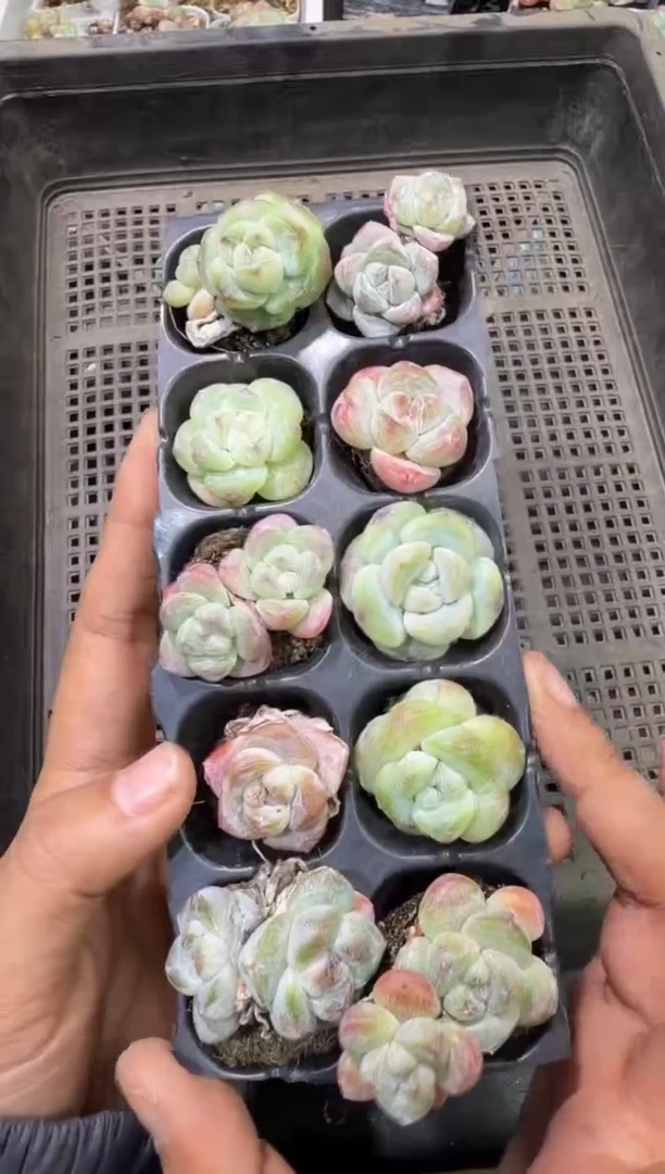 海**眠53号江北多肉-到手一筐