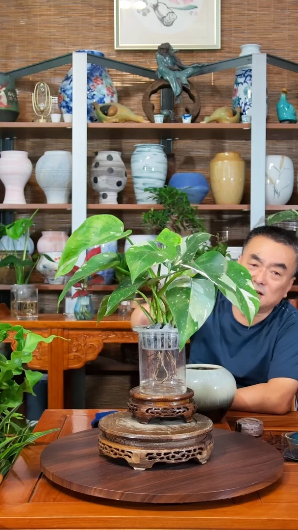 无花朵波**头水之韵水培白巫师