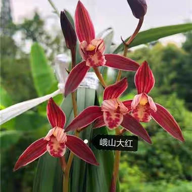 〖正品国兰假一赔十〗建兰峨山大红经典名贵浓香高档自然棚兰花苗
