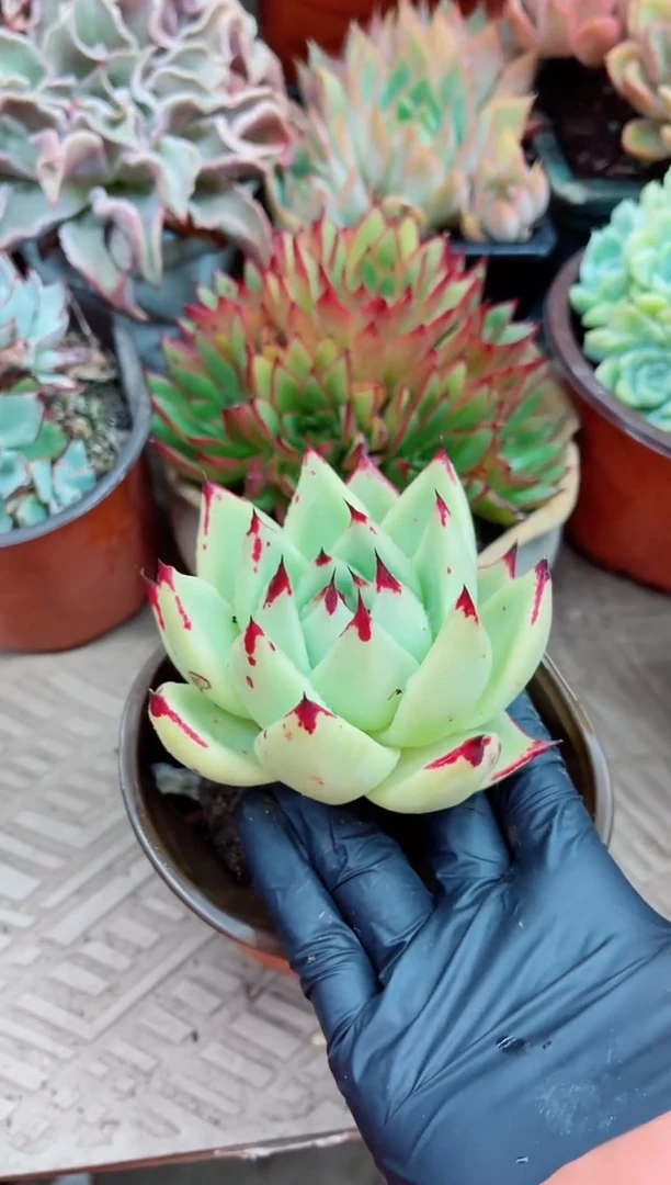 珍****➰16009多肉植物一物一拍