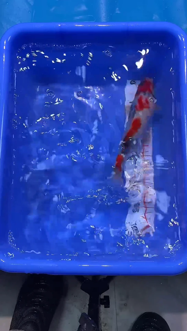 锦鲤2026-1-3汇鼎锦鲤----21