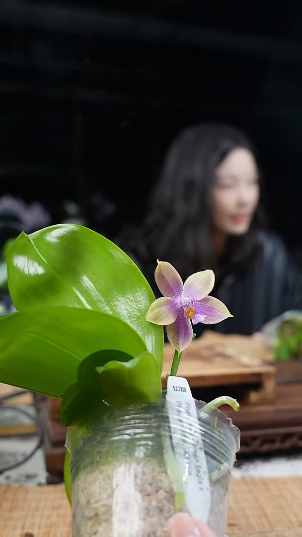 完全开放柳林绿鹰交珍妮弗 浓香 可以挑