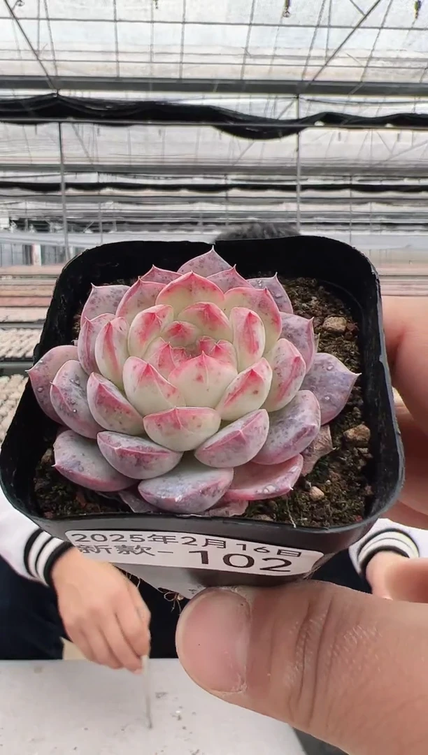 【闪购商品】新款多肉-102