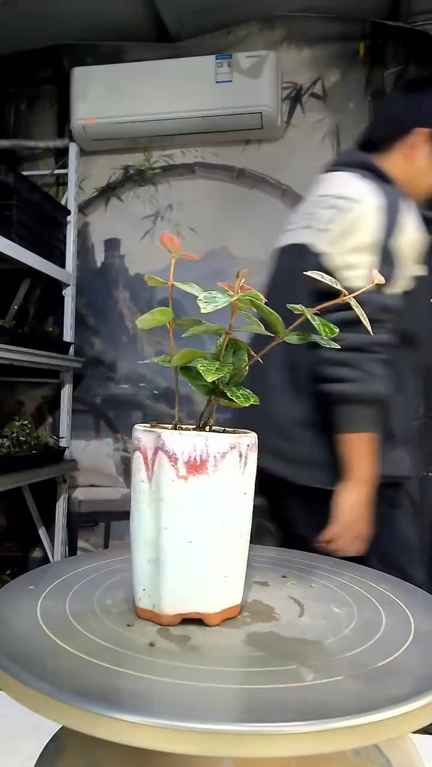 J****n中青园艺一物一拍花428