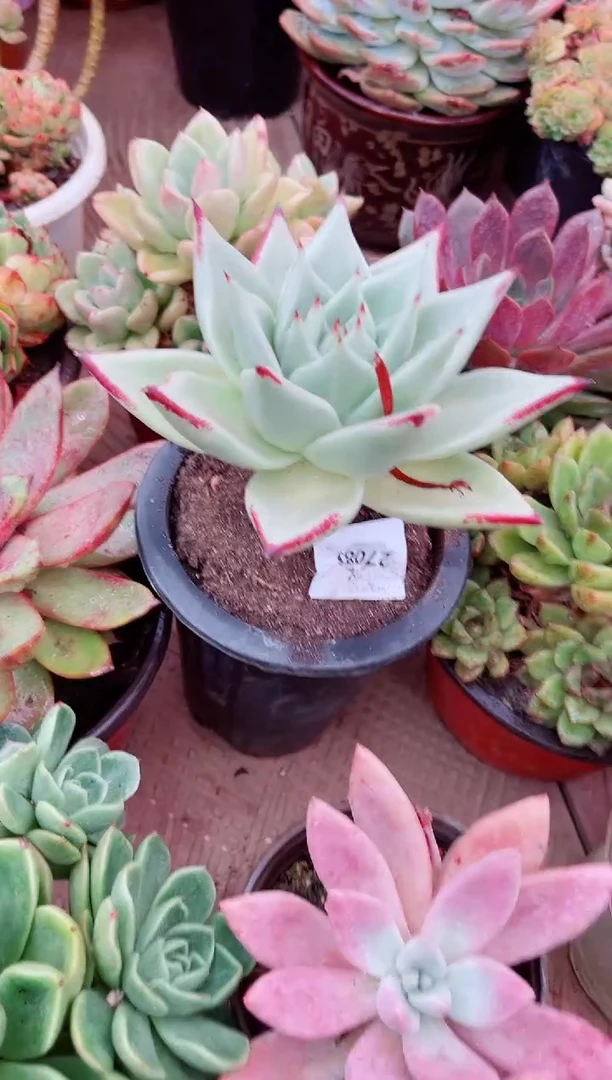 27080多肉植物一物一拍