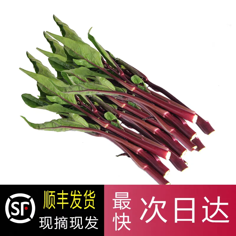 新鲜红菜苔紫菜苔湖北时令蔬菜 农家自种 现摘现发