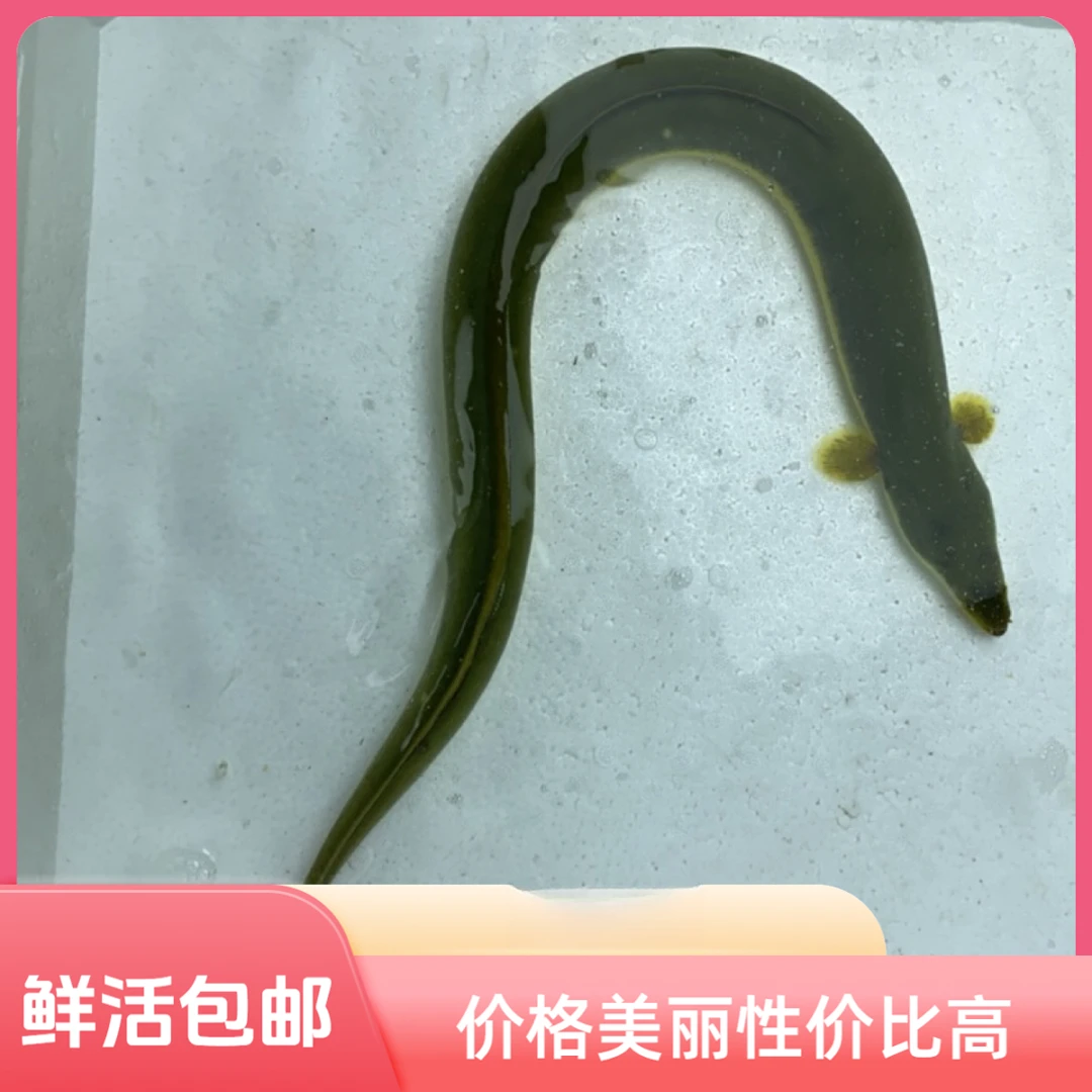鳗鱼散养水库河鳗黄鳗鲜活营养美味包邮包活到家整条