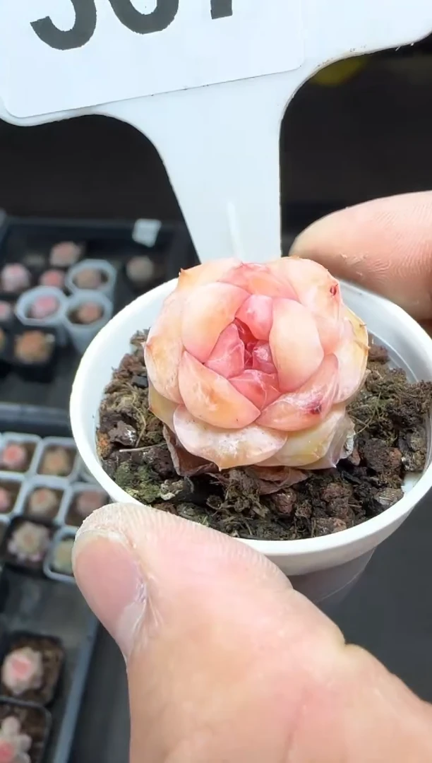 【闪购商品】一物一拍0222—367