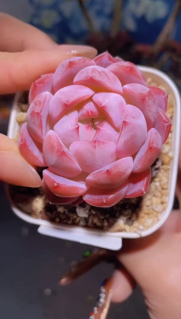 【闪购商品】940冰果露