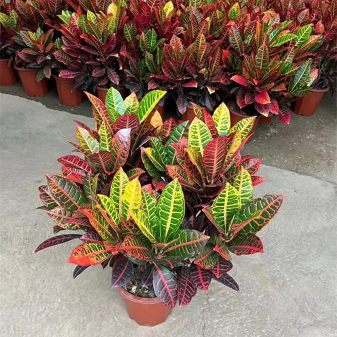 七彩变叶木阳台绿植花卉净化空气盆栽室内室外美观包邮石楠花垂丝