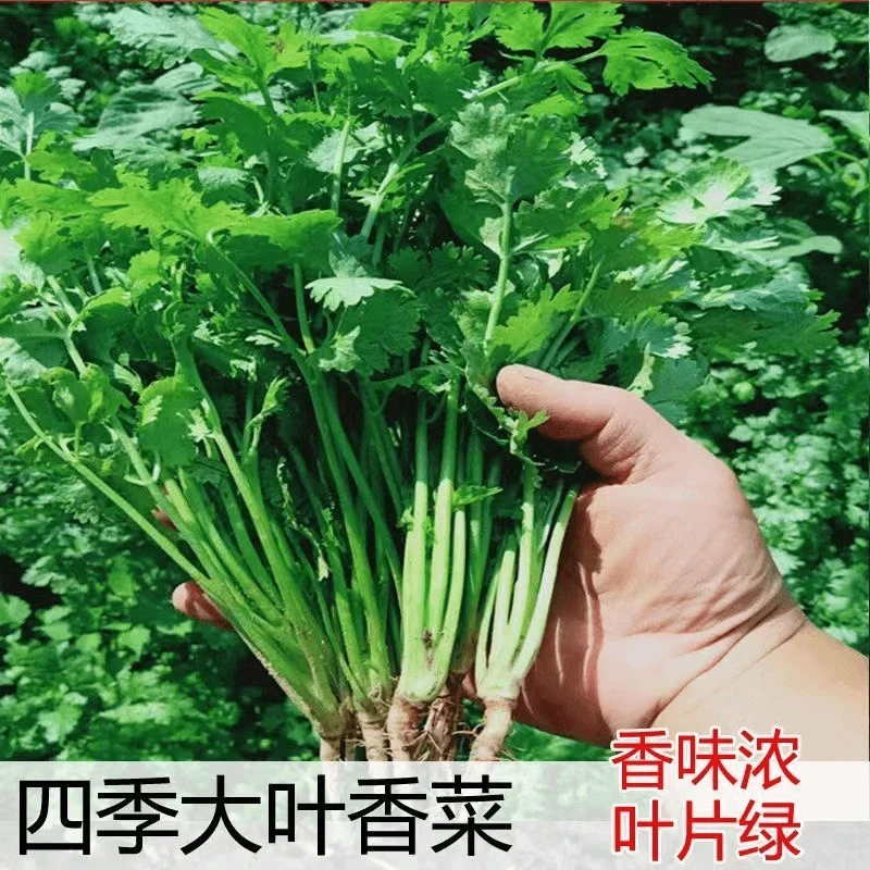 【全店满5包】四季大叶香菜种子室内阳台花卉盆栽香菜耐热四