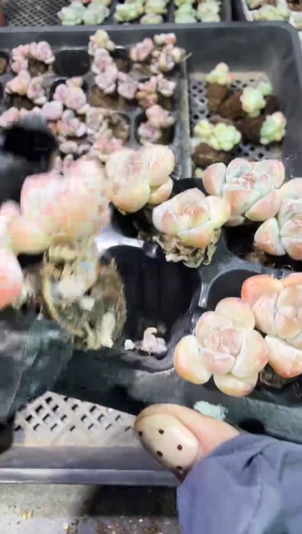 209号江北多肉-到手（1）筐