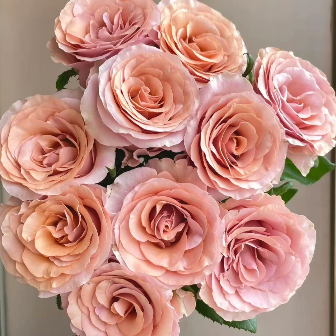 莫泊玫瑰【！！10支！！】