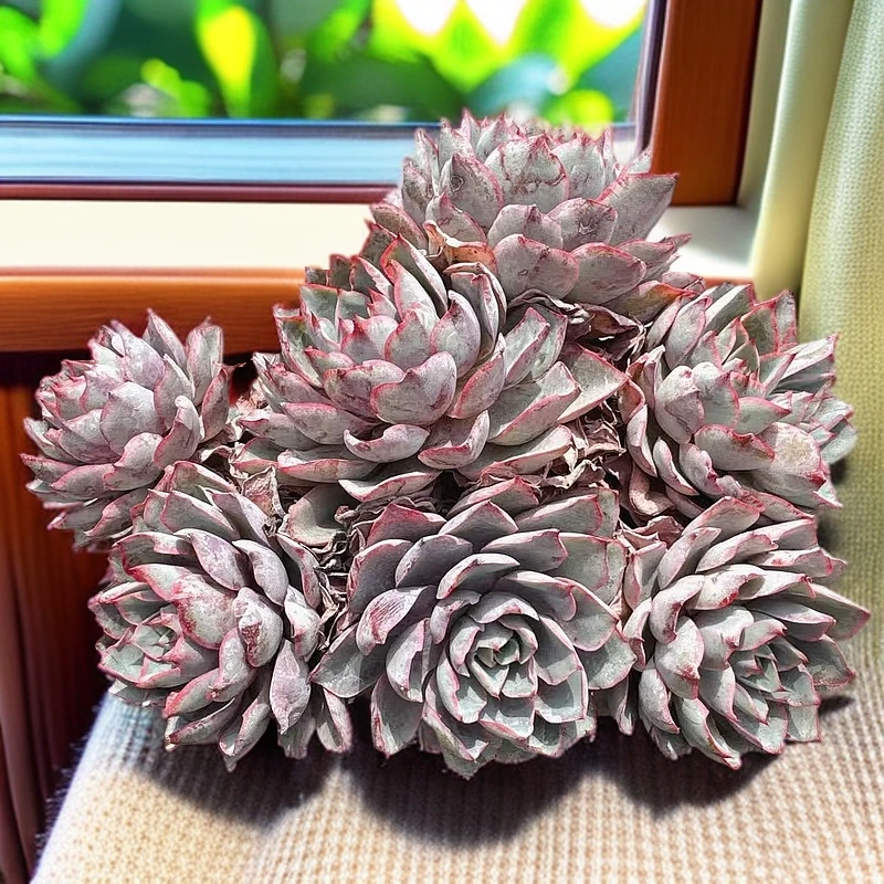 洋洋多肉（赫拉女王群）满19包邮 以直播间实物为准