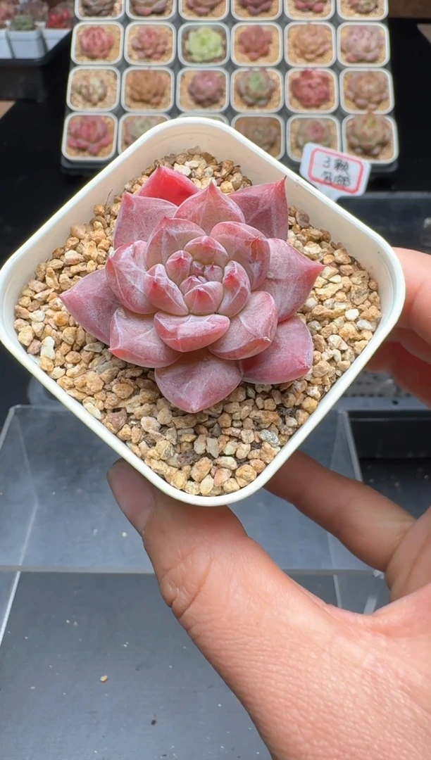 【闪购商品】934号 珍妮杂交多肉 花卉植物