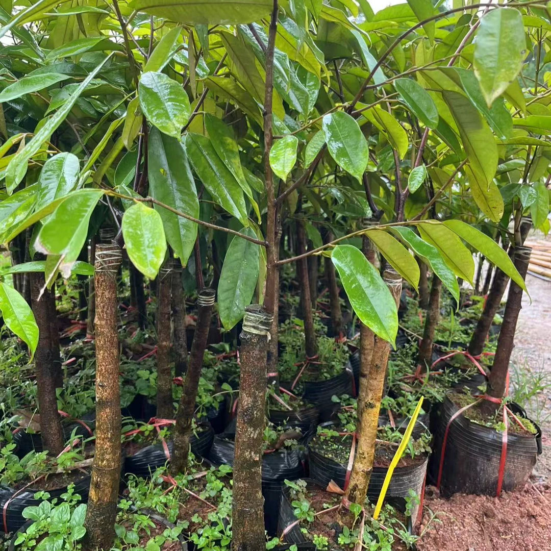 榴莲嫁接苗猫山王金枕黑刺榴莲广西海南福建云南带土带叶辨认品种