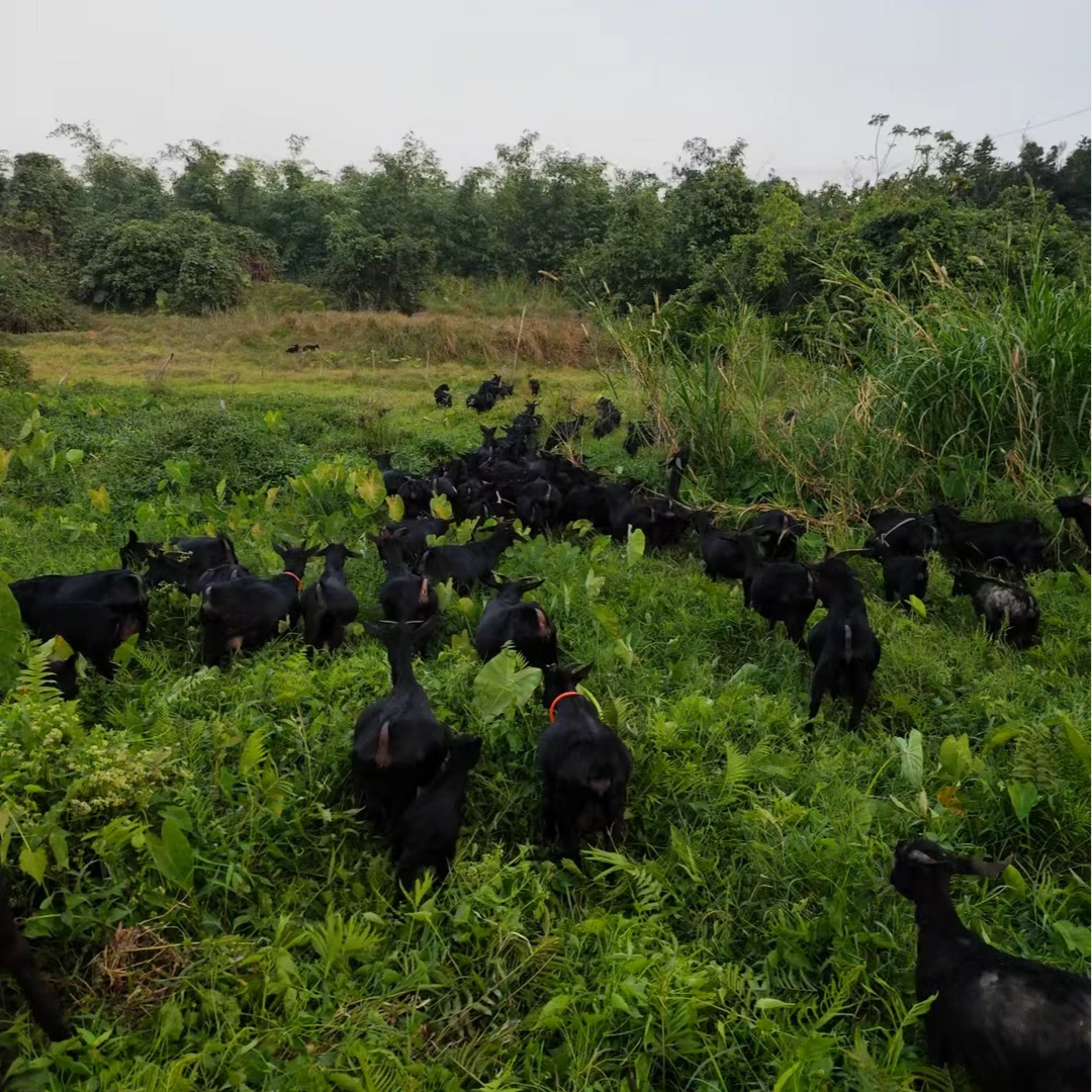 团哥雷州本地小耳朵黑山羊新鲜现宰羊腿+羊排骨+羊腩混搭3斤