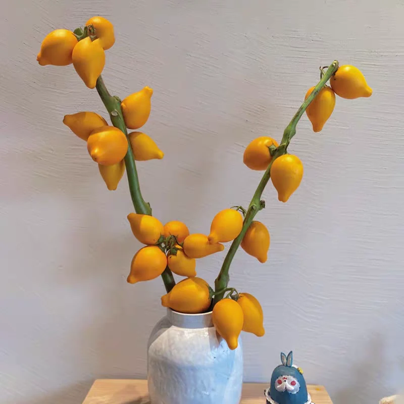 【拍一发二】福建五代果乳茄黄金果鲜切花高品质家居装饰花期超长