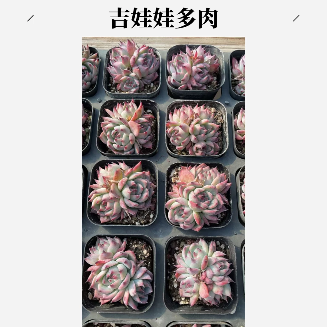 吉娃娃群生实物以直播间为准满20包邮