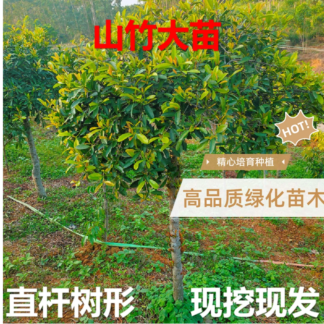广西黄金岭南山竹树苗嫁接黄金山竹果树苗带果盆栽地栽南北方种植