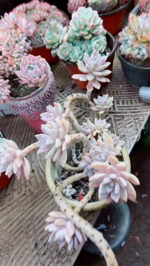 【闪购商品】04079