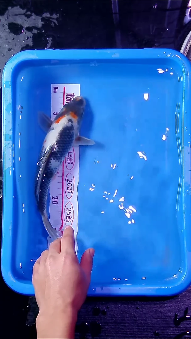 锦鲤锦鲤直播间菁选 对版发货 02