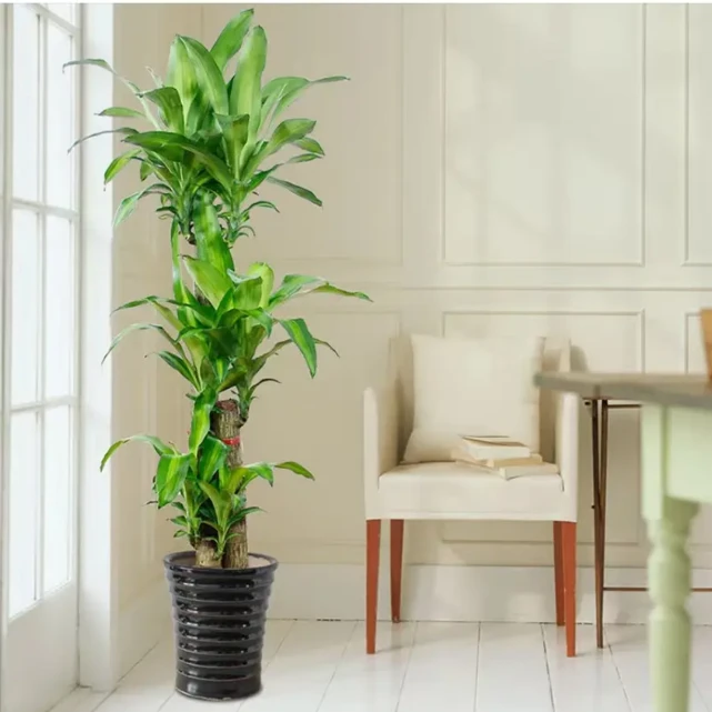 荷花铁美人铁室内美观好养大型观叶盆栽绿植净化空气
