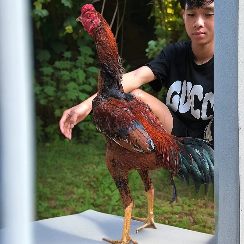 越南斗鸡饲料养殖设备