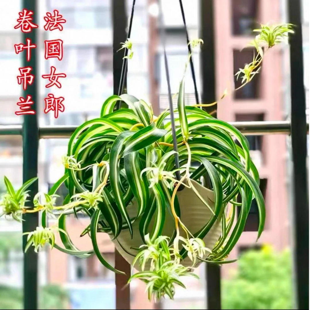 金心卷叶吊篮法国女郎净化空气吸甲醛网红盆栽
