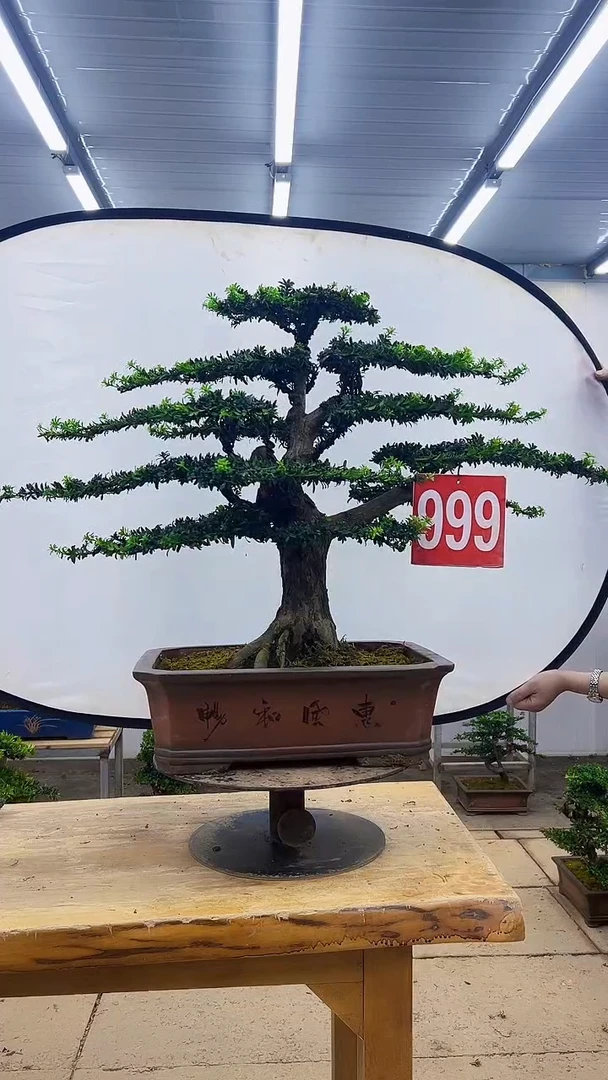 无花朵?****?一物一拍，所见即所得