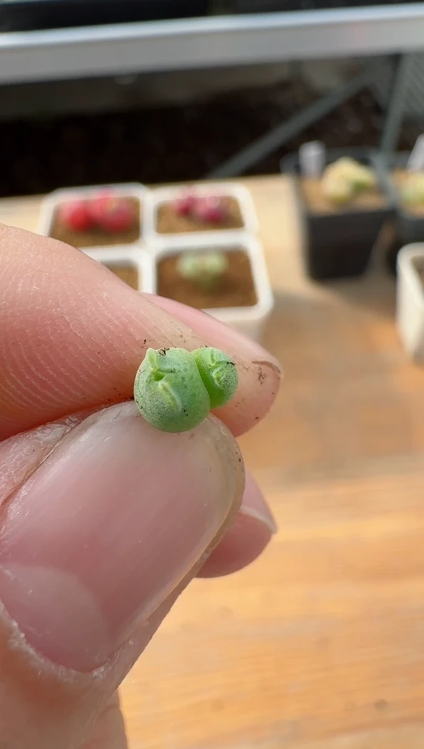 【闪购商品】17-5.