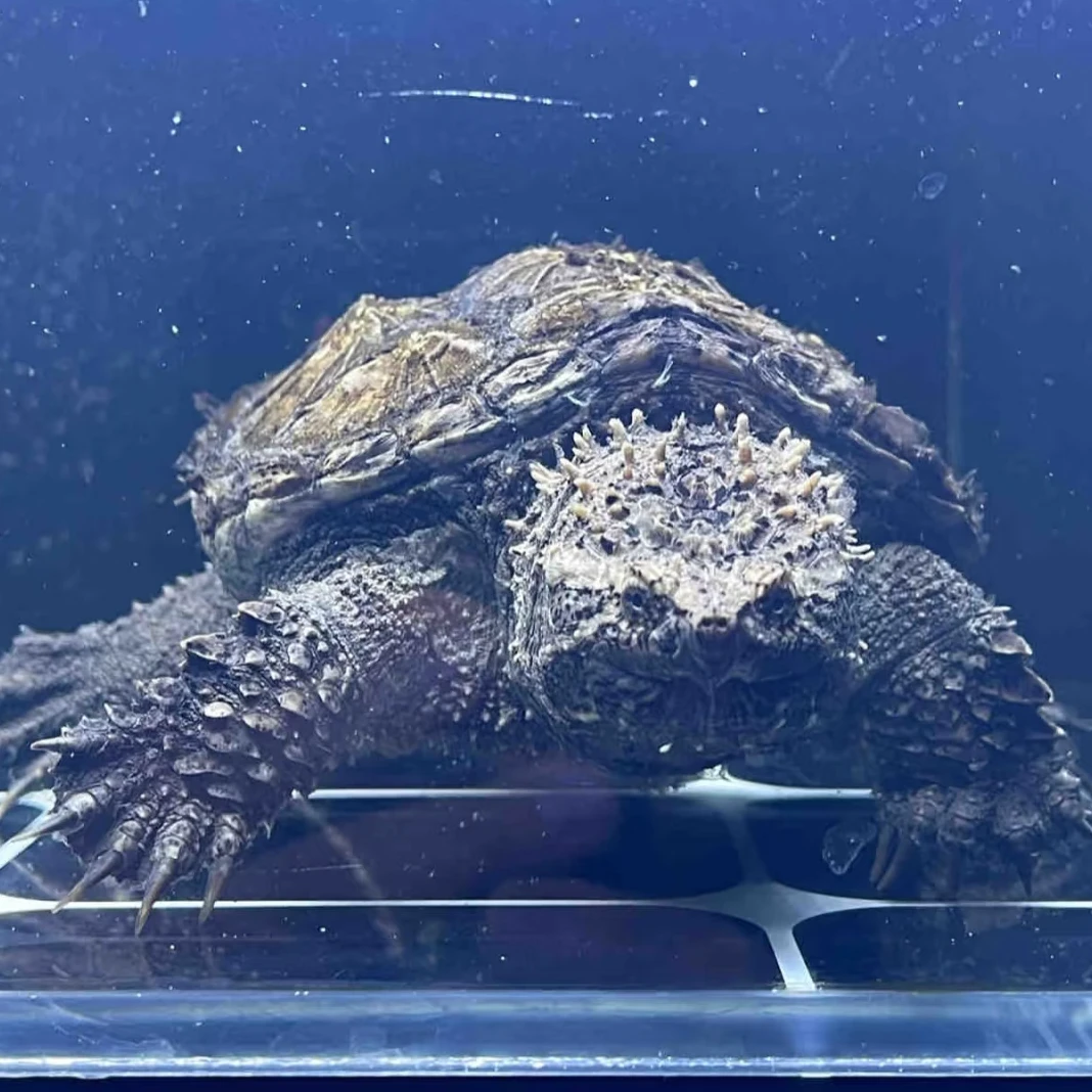 【直播精选】纯佛原种佛鳄霸气凶猛爆刺压成苗子人工养殖纯佛鳄龟苗