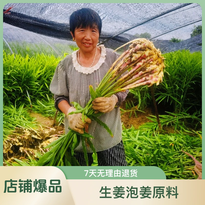 新鲜红芽嫩姜生姜泡姜原料食用鲜姜子姜一斤两斤三斤当天挖当天发