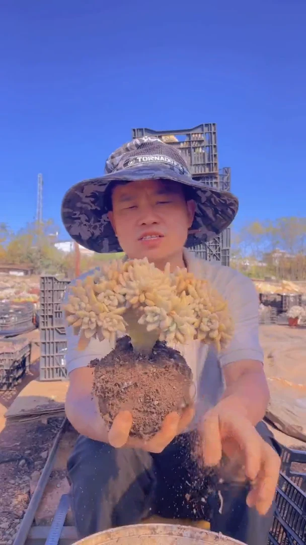 121淡雪缀化一物一拍