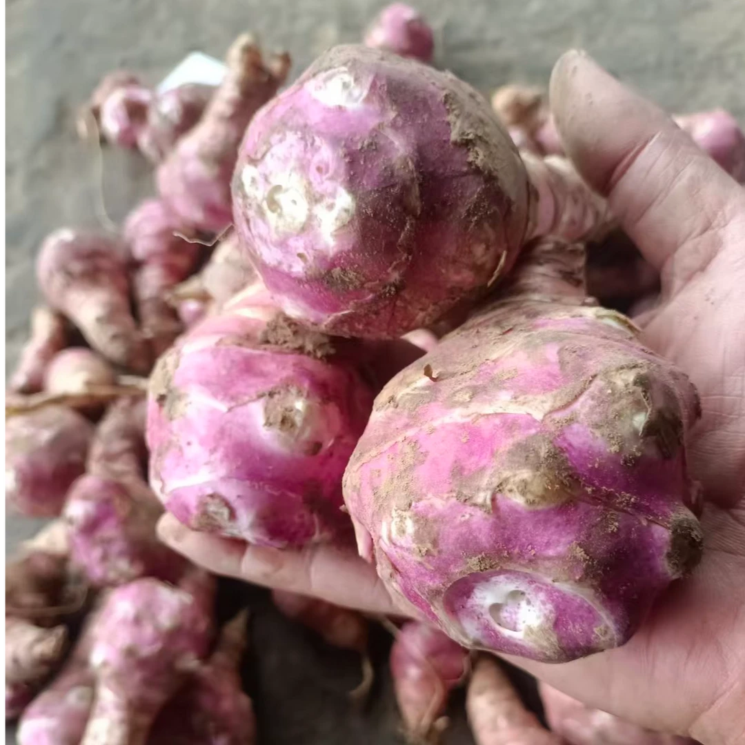 定西紫皮洋姜菊芋鬼子姜新鲜现挖脆嫩可口做汤炒菜净重包邮