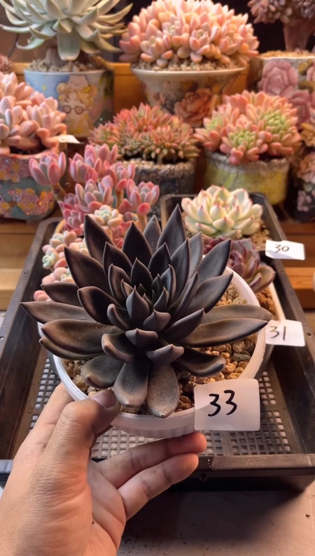 11.4-3黑骑士11111111111111