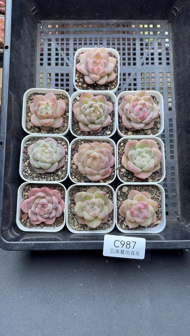 珍妮杂交多肉C987