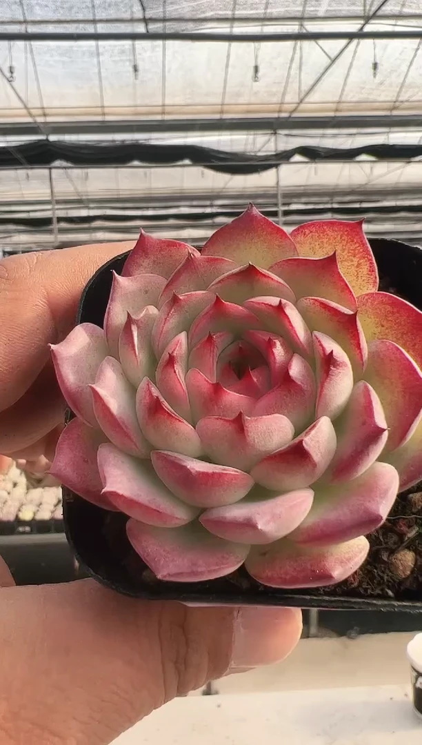 【闪购商品】新款多肉-333