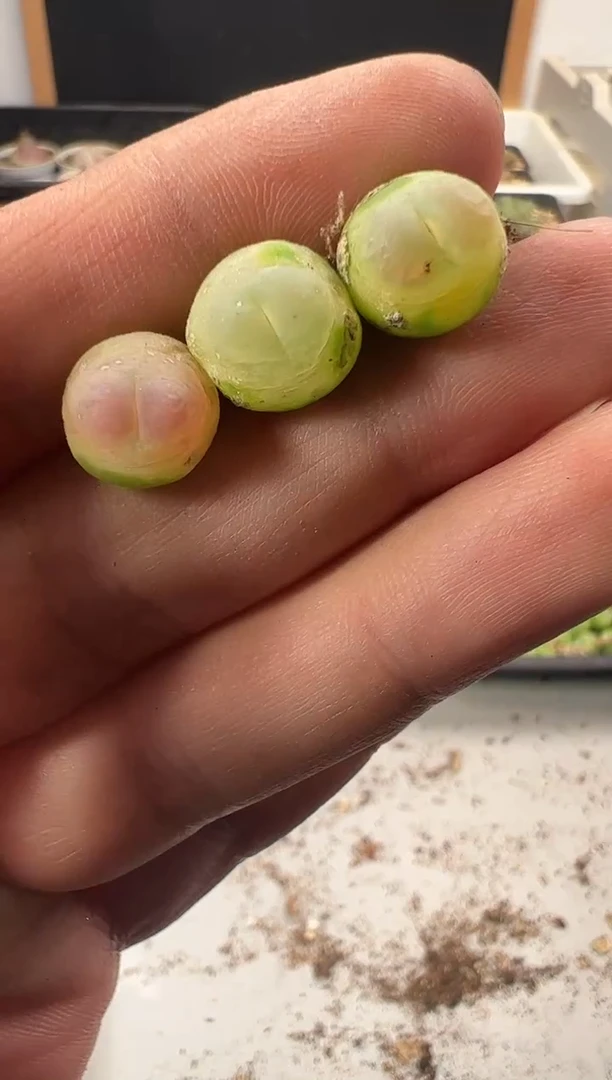 一物一拍           276