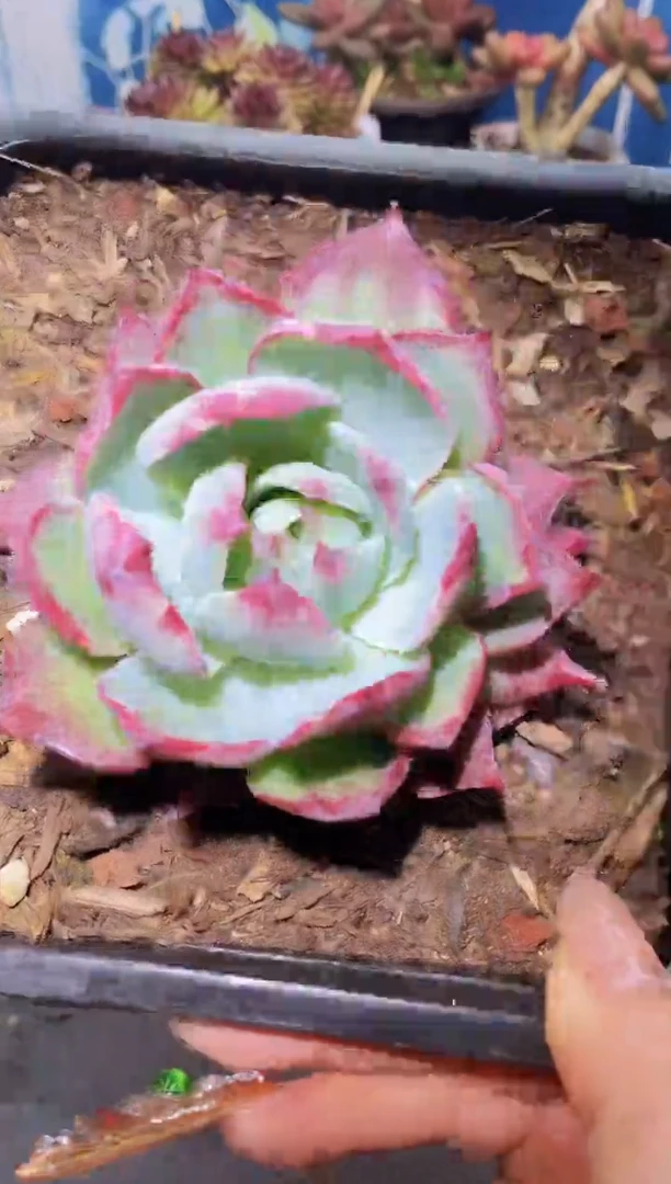 【闪购商品】404惊鸿仙子