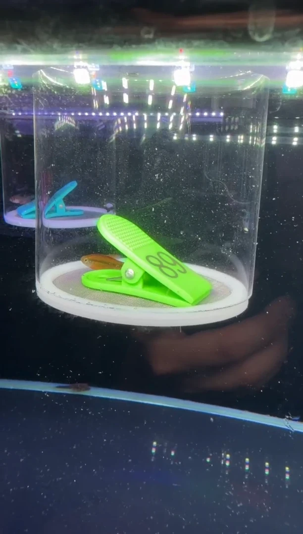 灯科鱼S***.【89】超级黄魔鬼