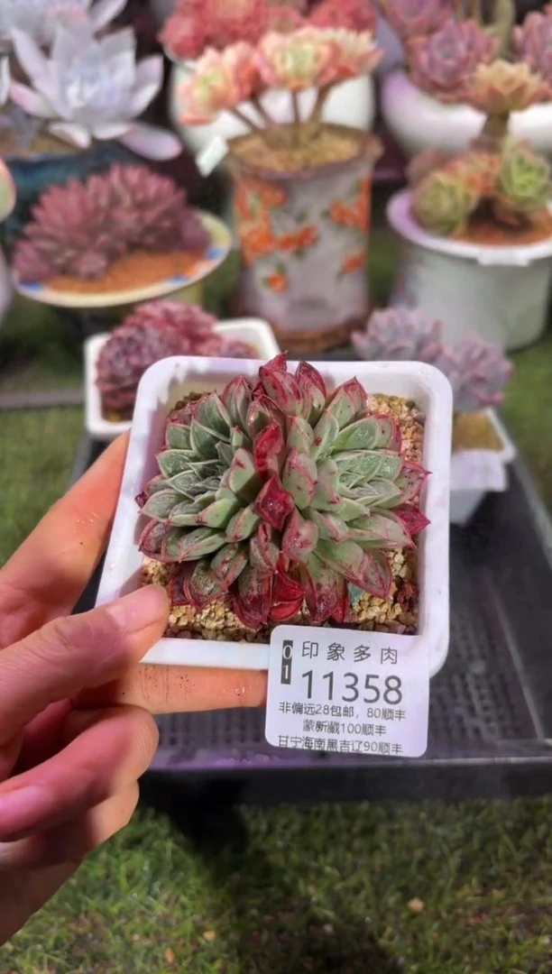 【闪购商品】11358