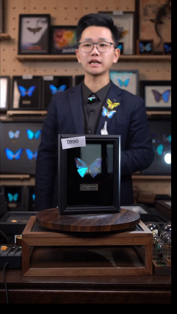 蝴蝶标本摆件竞拍西风闪蝶d890