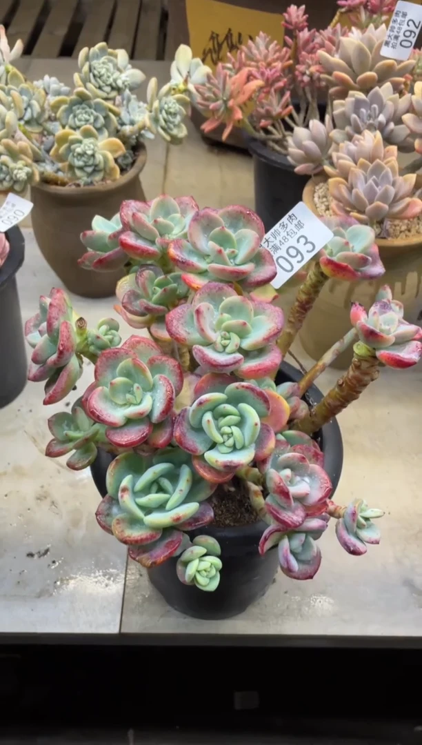 【闪购商品】93白月光