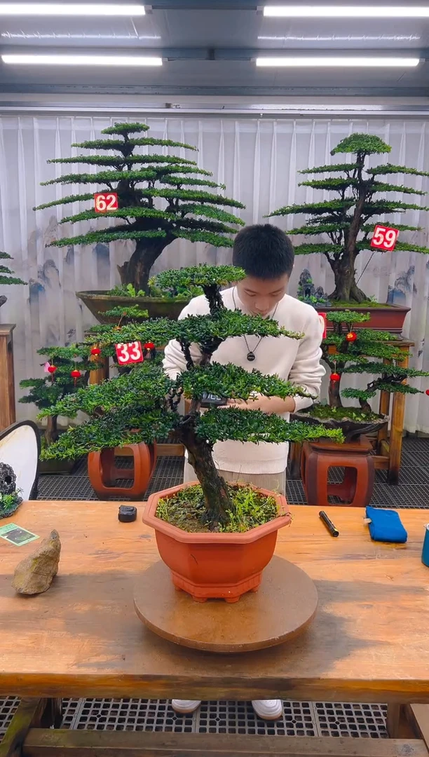 无花朵精品盆景直播间一物一拍