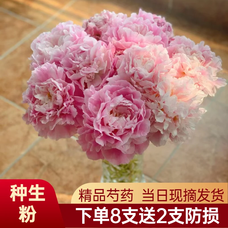 618年中福利   种生粉买8送2支防损 现货顺丰快递芍药鲜切花
